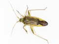 Closterotomus trivialis